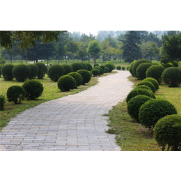 地皮草皮景觀工程-清和園林優(yōu)惠多-呼和浩特景觀工程